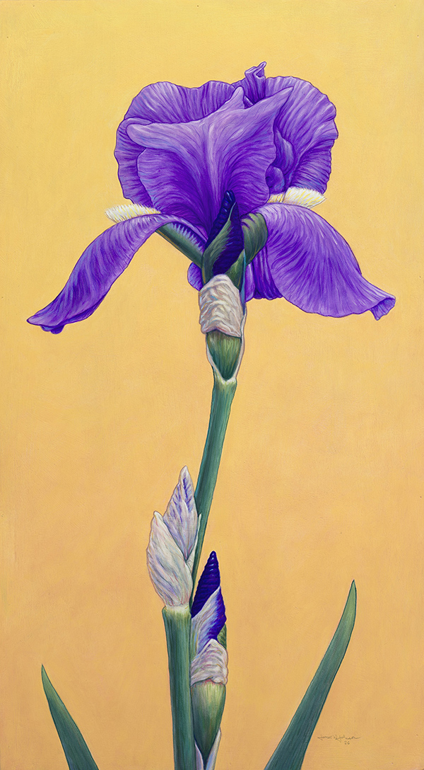 First Iris Bloom